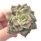 Echeveria 'Silver Prince’ Variegated 2"-3” Rare Succulent Plant