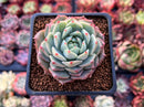 Echeveria 'Prism' 2" Succulent Plant