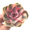Echeveria 'Rainbow' Variegated Large Rosette 4" Succulent Plant
