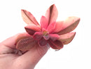 Echeveria Hanaikada Variegated 3" Rare Succulent Plant