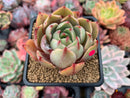 Echeveria 'Hera' 2" Succulent Plant