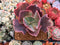 Echeveria Frill sp. 2"-3” Succulent Plant