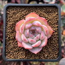 Echeveria 'Keralean' 1"-2" Succulent Plant