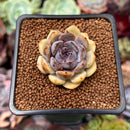 Echeveria 'Citrine' 1"-2" Seed Grown Air Magic Hybrid Succulent Plant