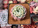 Echeveria 'White Rose' 2" Succulent Plant