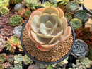 Echeveria 'Slimeball' 4" Succulent Plant