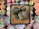 Crassula 'Buddha's Temple' 2"-3" Succulent Plant