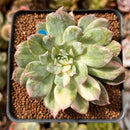 Echeveria 'Bradburiana' Variegated 2" Cutting Succulent Plant