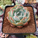 Echeveria 'Starmark' 2"-3" Succulent Plant