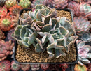 Echeveria 'Desert Star' 4"-5" Cluster Succulent Plant