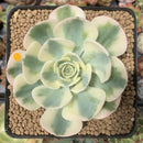 Echeveria 'Compton Carousel' 3" Succulent Plant