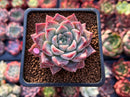 Echeveria 'Fresco' 2" New Hybrid Succulent Plant