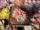 Echeveria 'Mata' 2" Succulent Plant