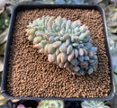 Echeveria 'Hosikage' Crested 2"-3" Succulent Plant