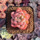 Echeveria 'Star Mark' 1" Succulent Plant