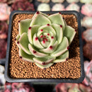 Echeveria Agavoides 'Blue Dragon' 3" Succulent Plant