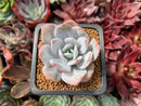 Echeveria 'Laui' 1" Powdery Succulent Plant