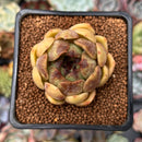 Echeveria 'Citrine' 1"-2" Seed Grown Air Magic Hybrid Succulent Plant