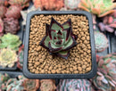 Echeveria Agavoides 'Super Black' 1" Small Succulent Plant
