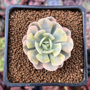 Echeveria Runyonii Variegated (Aka Echeveria 'Akaihosi' Variegated) 2" Succulent Plant