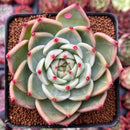 Echeveria 'Flora' 3" Succulent Plant