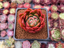 Echeveria Agavoides sp. 1" Succulent Plant