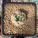 Echeveria Agavoides 'Kobani' 1" Succulent Plant