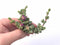 Braunsia Maximiliani Cluster 2” Rare Succulent Plant