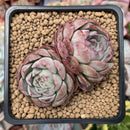 Echeveria 'Charlesrose' 2"-3" Cluster Succulent Plant