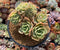 Echeveria 'Pastel' Crested Cluster 4" Rare Succulent Plant