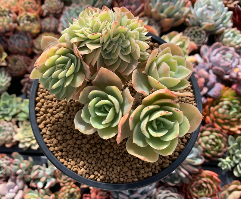 Echeveria 'Pastel' Crested Cluster 4