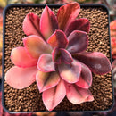 Echeveria 'Hanaikada' Variegated 3" Succulent Plant