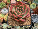 Echeveria Agavoides 'Glam Pink' 3"-4" Succulent Plant