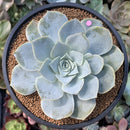 Echeveria 'Domingo' 3"-4" New Hybrid Succulent Plant