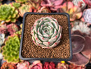 Echeveria 'Blue Dolphin' 1" Succulent Plant