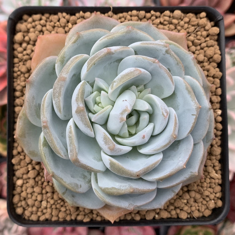 one succulent plant Echeveria 'White One' 3" Powdery Succulent Plant – True Succulents Plant Co