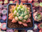Echeveria 'Pink Top' 2" Succulent Plant