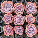 Echeveria 'Dusty Rose' 2" *Set of 9* Succulent Plants