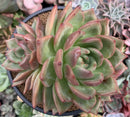 Echeveria 'White Champaign' 4"-5" Large Cluster Succulent Plant