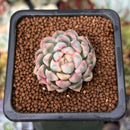 Echeveria 'Mebina' Variegated 1" Succulent Plant