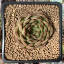 Echeveria 'Melanie' New Hybrid 2" Succulent Plant