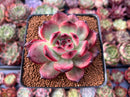 Echeveria Agavoides 'Tim' 3" Succulent Plant