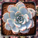 Echeveria 'Ivory' 3" Succulent Plant