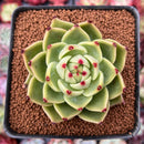 Echeveria Agavoides 'Blue Dragon' 2"-3" Succulent Plant