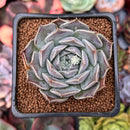 Echeveria 'Colina' 2" Succulent Plant