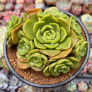 Aeonium 'Lily Pad' 4"-5" Cluster Succulent Plant