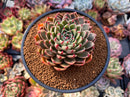 Echeveria Agavoides 'Rudolph' 4" Succulent Plant