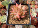 Echeveria Agavoides 'Shallot' Cluster 2" Succulent Plant