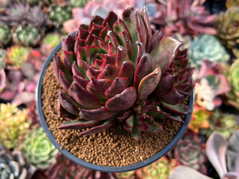 rubra succulent Echeveria Agavoides 'Rubra' 4