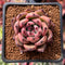 Echeveria Agavoides 'Red Kingdom' 2" Succulent Plant